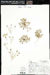 Claytonia exigua image