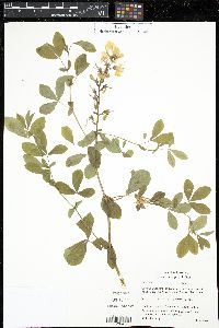 Pseudognaphalium luteoalbum image