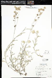 Thermopsis gracilis image