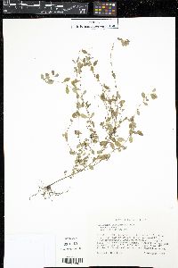 Phyllanthus caroliniensis image