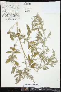 Chenopodium album var. missouriense image