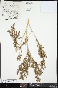 Chenopodium berlandieri image