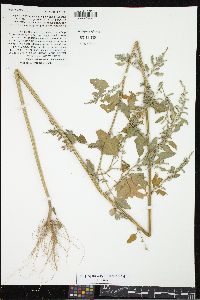 Chenopodium album var. missouriense image
