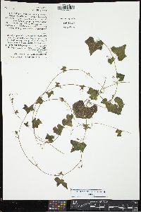 Brandegea bigelovii image