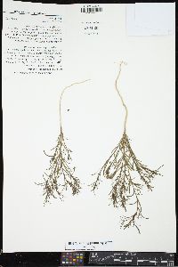 Stillingia linearifolia image