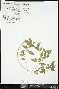 Croton monanthogynus image