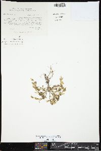 Cerastium beeringianum image