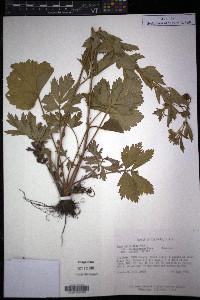 Geum laciniatum image