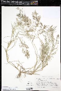 Eragrostis minor image