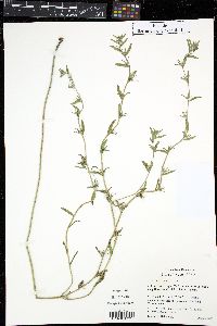 Buglossoides arvensis image