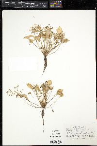Claytonia washingtoniana image