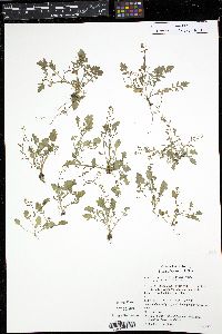 Rorippa curvipes image