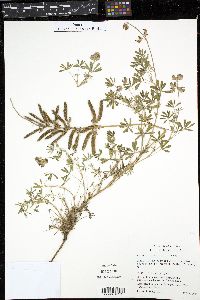 Lupinus littoralis image
