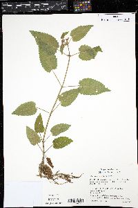 Stachys mexicana image