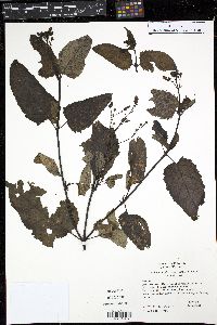 Scrophularia californica image