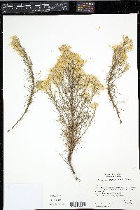 Ericameria bloomeri image