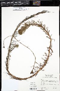 Myriophyllum aquaticum image
