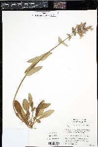 Penstemon rattanii image