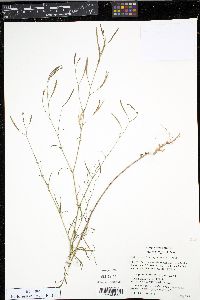 Epilobium brachycarpum image