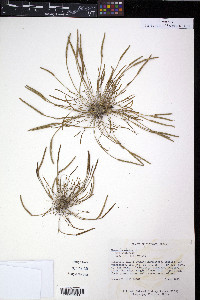 Myosurus minimus image