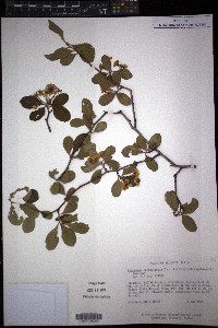 Crataegus berberifolia image