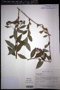 Spiraea japonica image