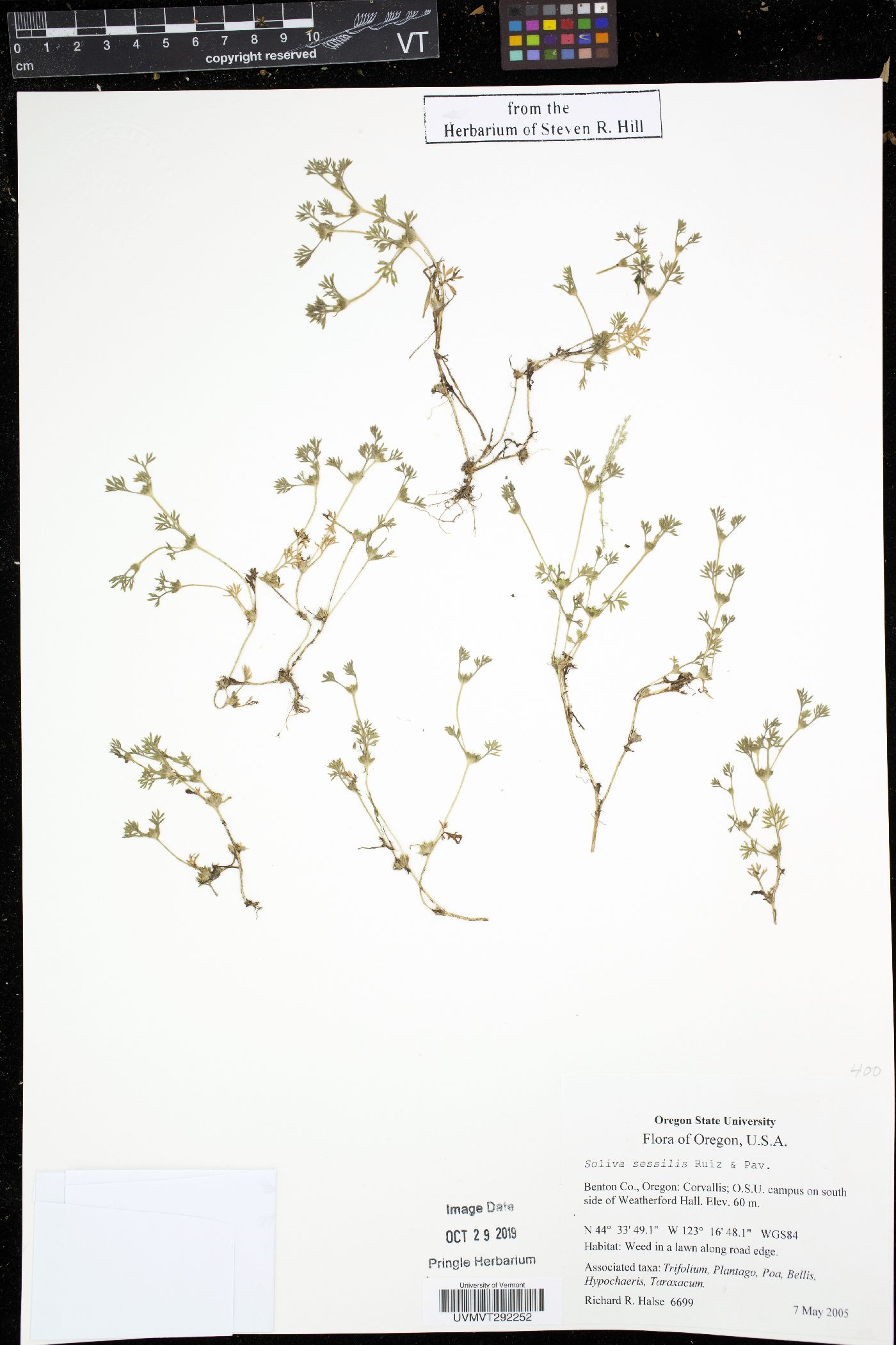 Soliva sessilis image