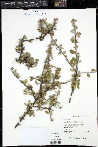 Amelanchier denticulata image
