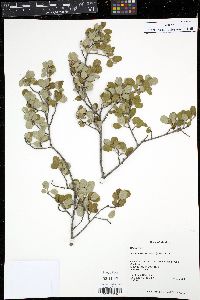 Media resource of Amelanchier denticulata