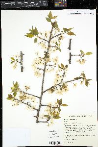 Prunus domestica image