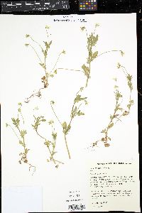 Viola arvensis image