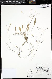 Baldellia ranunculoides image