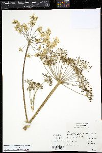 Heracleum maximum image
