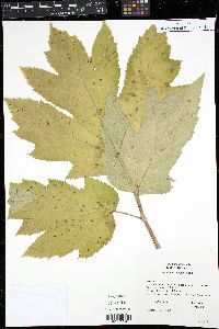 Heracleum maximum image