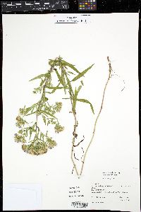 Aster subspicatus image