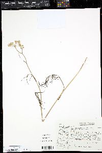 Perideridia gairdneri image