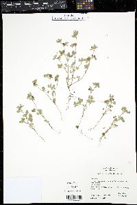 Medicago minima image