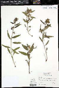 Pedicularis racemosa image