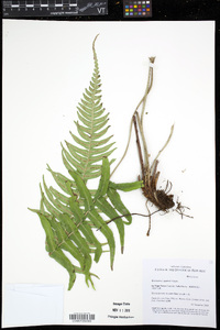 Blechnum appendiculatum image