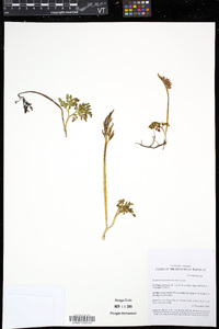 Sceptridium jenmanii image