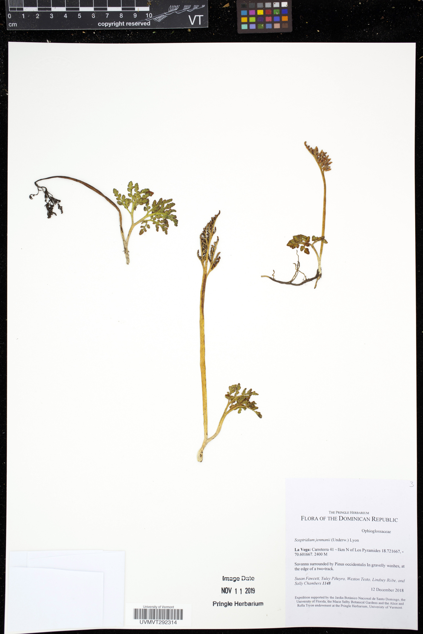 Sceptridium jenmanii image