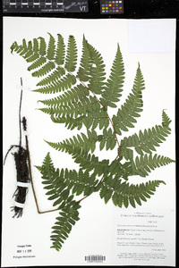 Diplazium taylorianum image