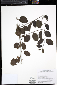 Ximenia americana image