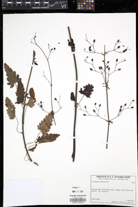 Scrophularia atrata image