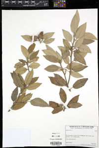 Quercus ilex image