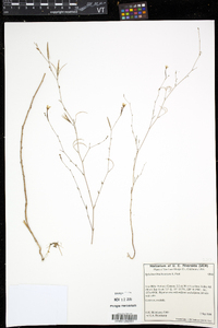 Epilobium brachycarpum image