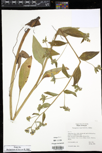 Pentaglottis sempervirens image