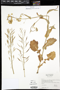 Brassica rapa image
