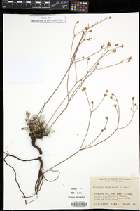 Eriogonum nudum image