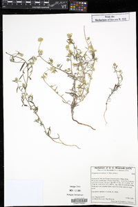 Cryptantha nevadensis image